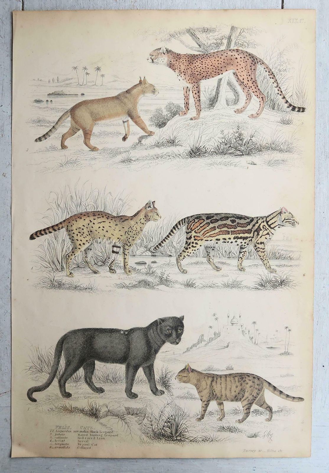 Set Of 4 Large Original Antique Prints Of Cats, Circa 1835 photo 175.0