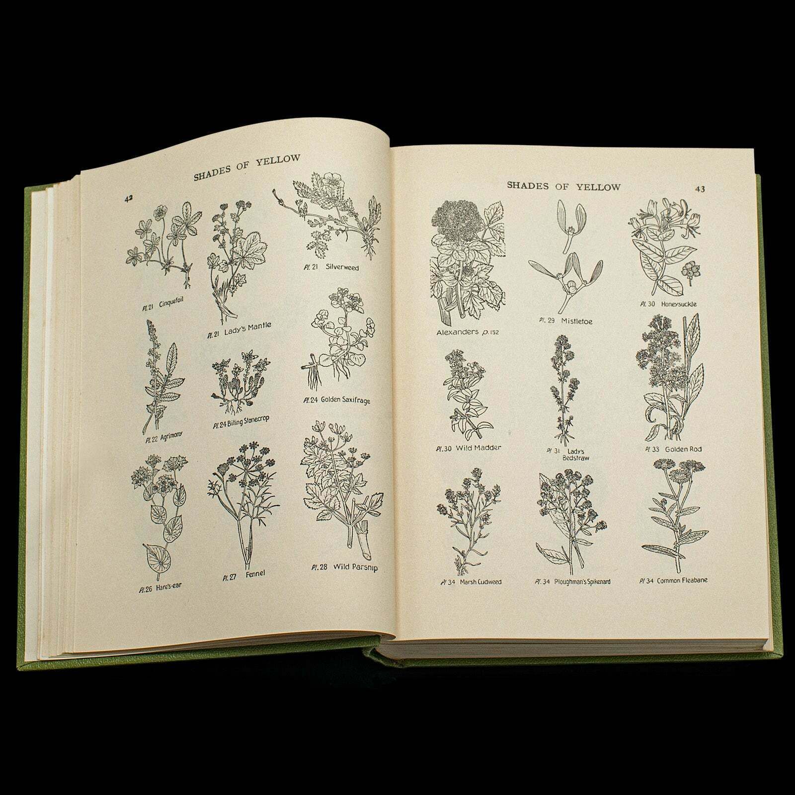 Vintage Reference Book, Wild Flowers Of The Wayside, English, Botanical Guide photo 195.0