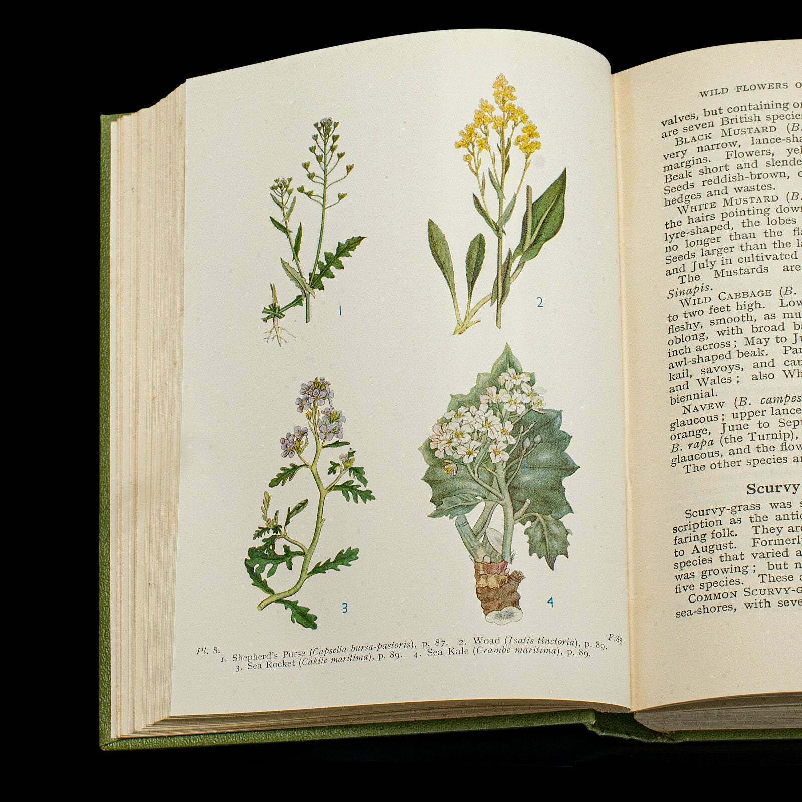 Vintage Reference Book, Wild Flowers Of The Wayside, English, Botanical Guide photo buy