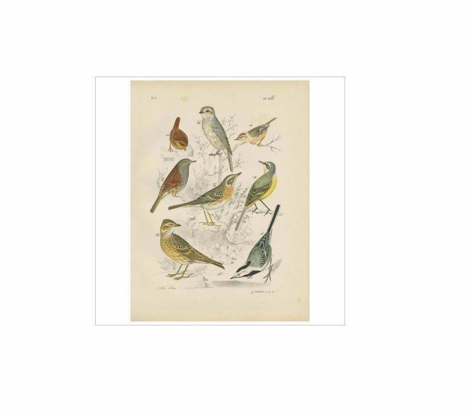Antique Bird Print Of The Lark, Winter Wren, Goldcrest And Yellow Wagtail (1886) photo for sale