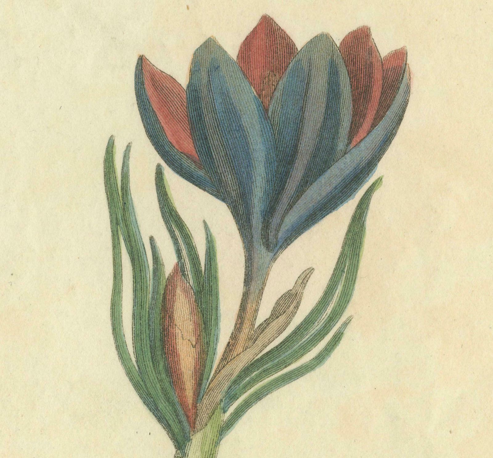 Old Botanical Quartet: Portraits Of Flax, Tobacco, Saffron, And Patience, 1823 photo 240.0