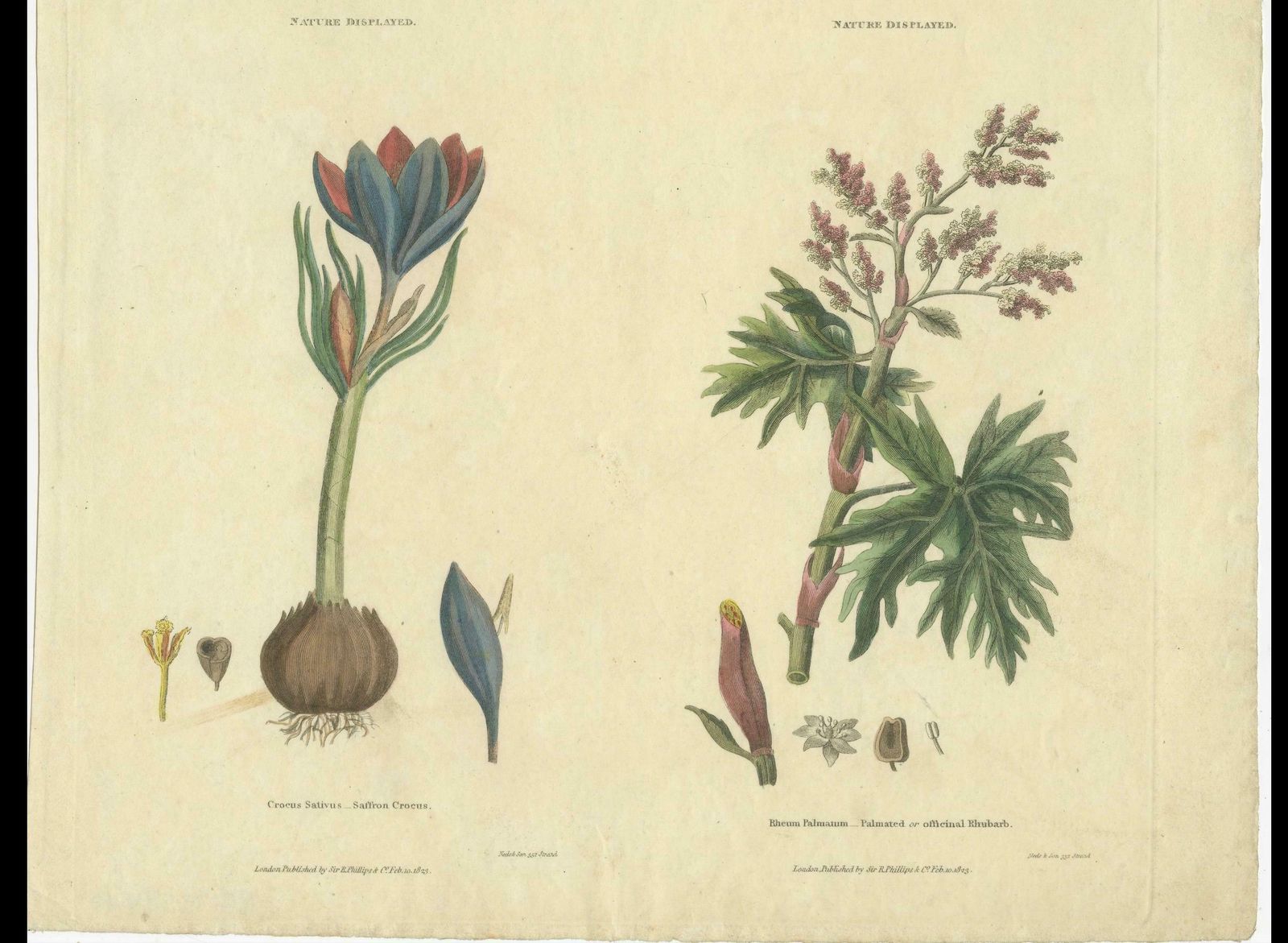 Old Botanical Quartet: Portraits Of Flax, Tobacco, Saffron, And Patience, 1823 photo vinterior