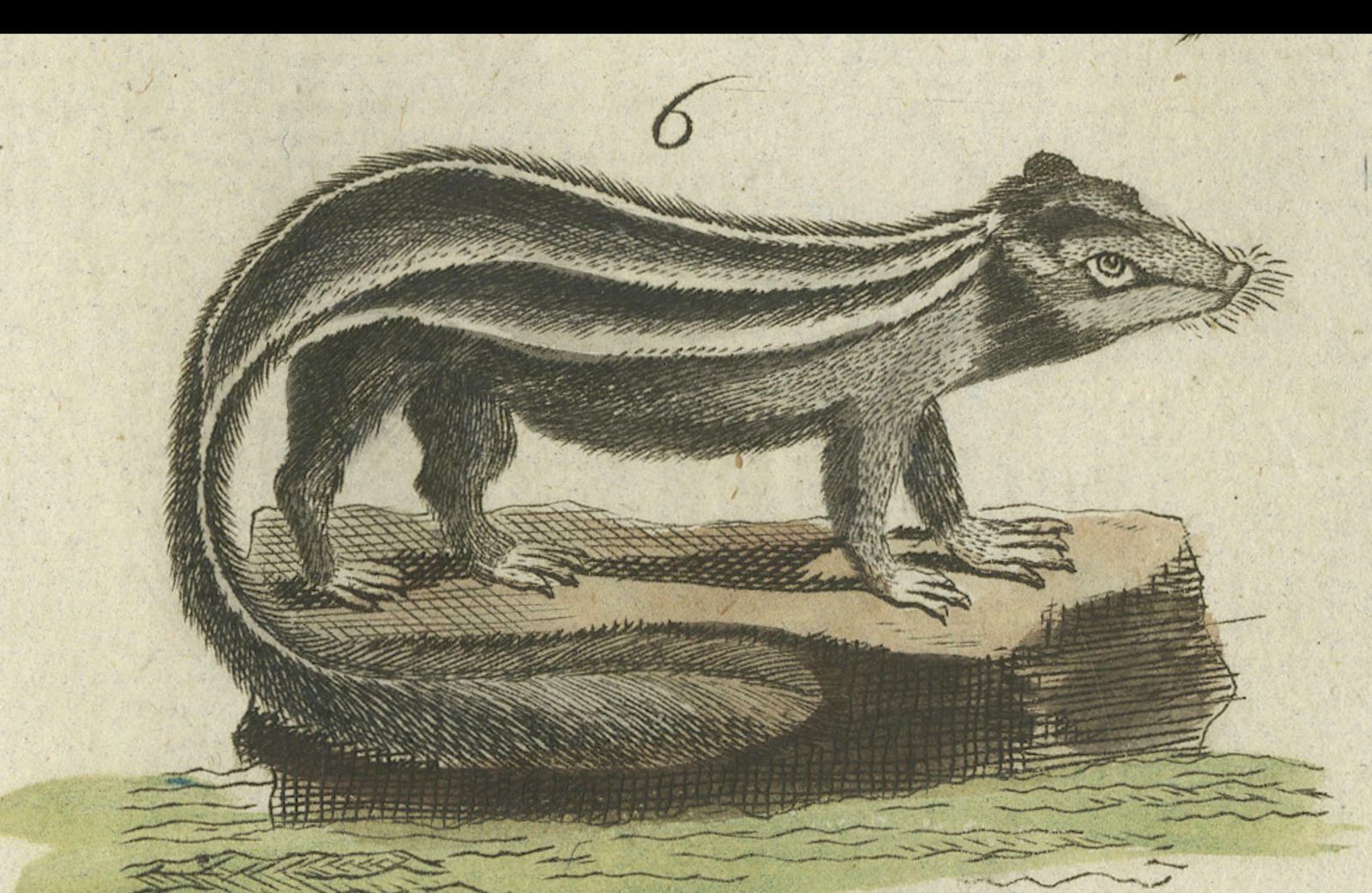 Print Of A Civet And Skunks, Published In Circa 1820 photo Art