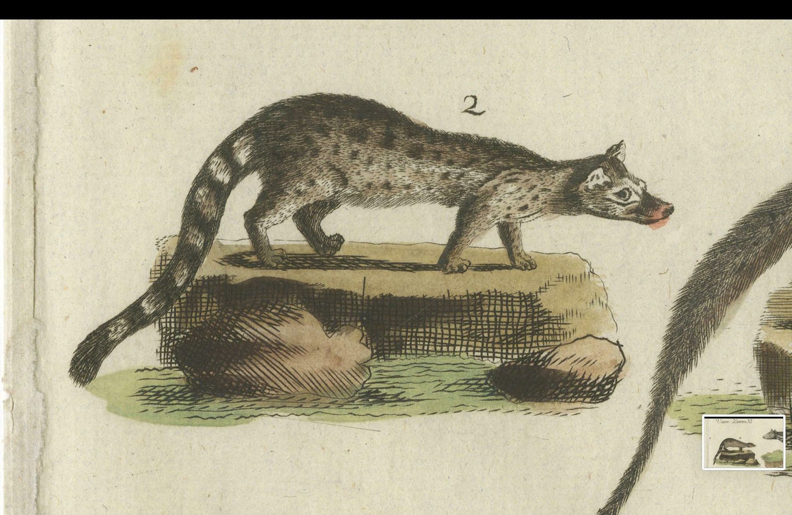 Print Of A Civet And Skunks, Published In Circa 1820 photo buy