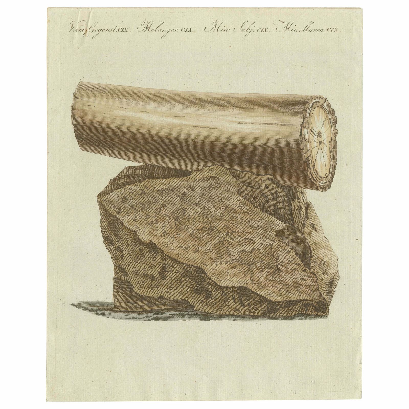 Antique Print Of Part Of An Excavated Elephant Tusk