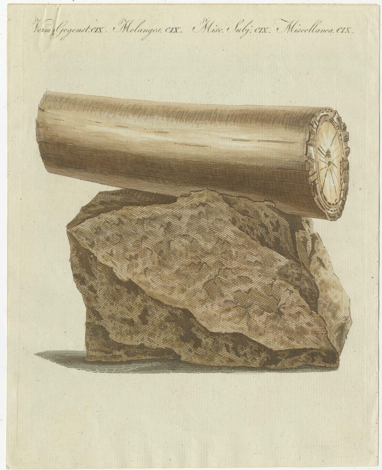 Antique Print Of Part Of An Excavated Elephant Tusk photo 98.0