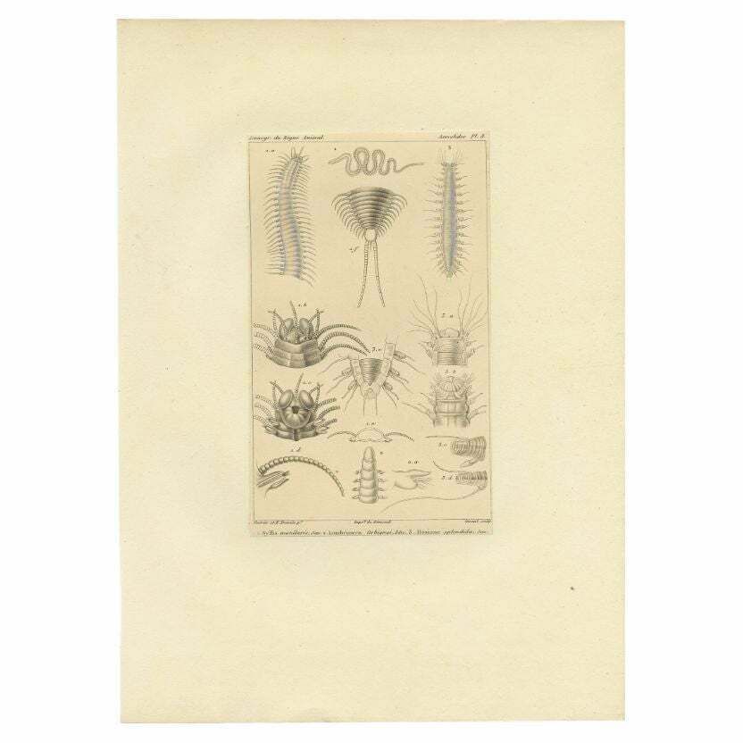 Antique Print Of Various Bristle Worms By Guérin, C.1829