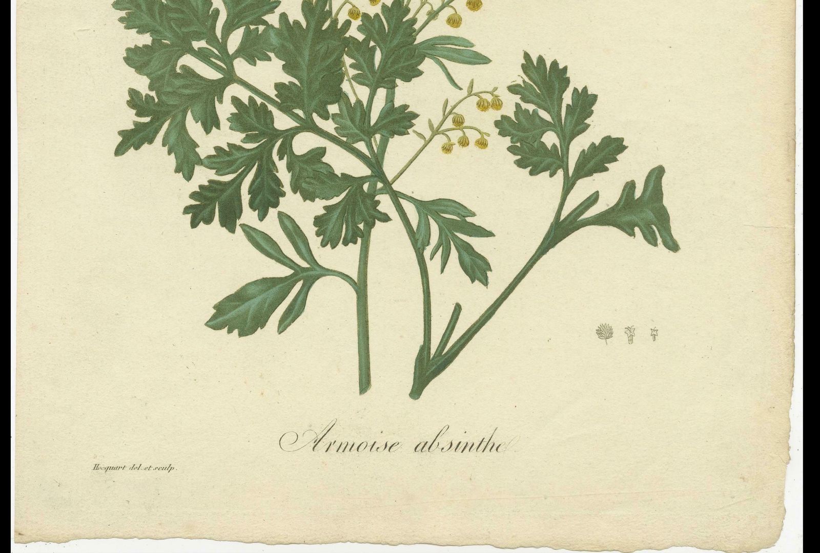 Antique Botanical Print Of Artemisia Absinthium Or Wormwood, Ca.1821 photo vinterior