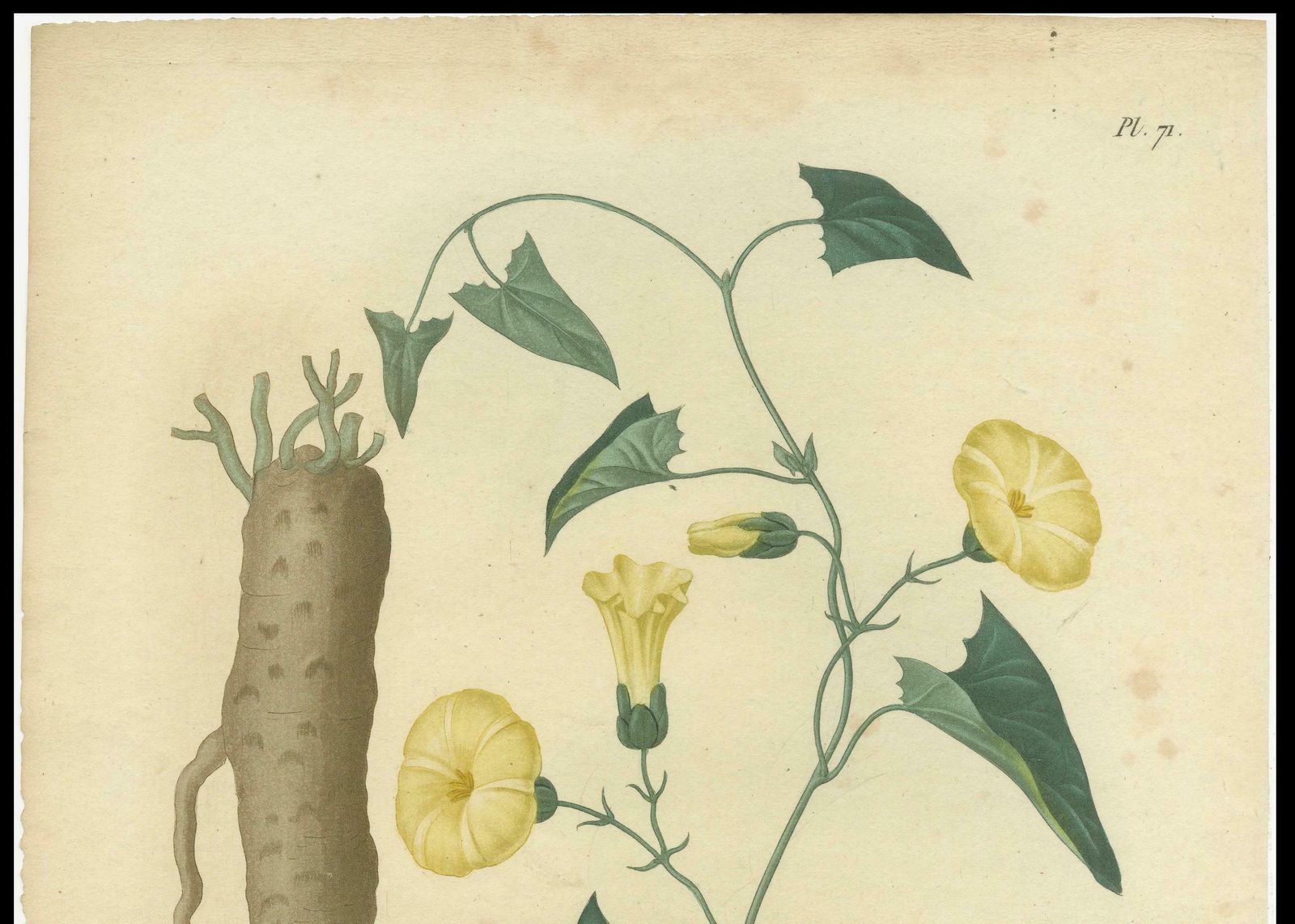 Antique Botanical Print Of Convolvulus Scammonia, Or Scammony, Ca.1821 photo buy