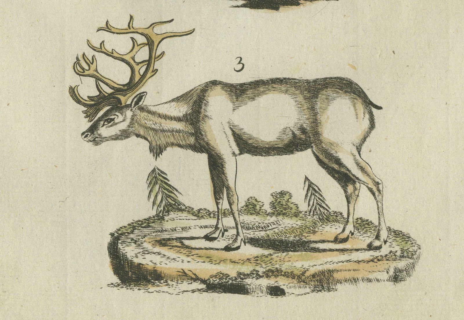 Original Hand Colored Antique Engraving Of Reindeer, Published Circa 1820 photo Art