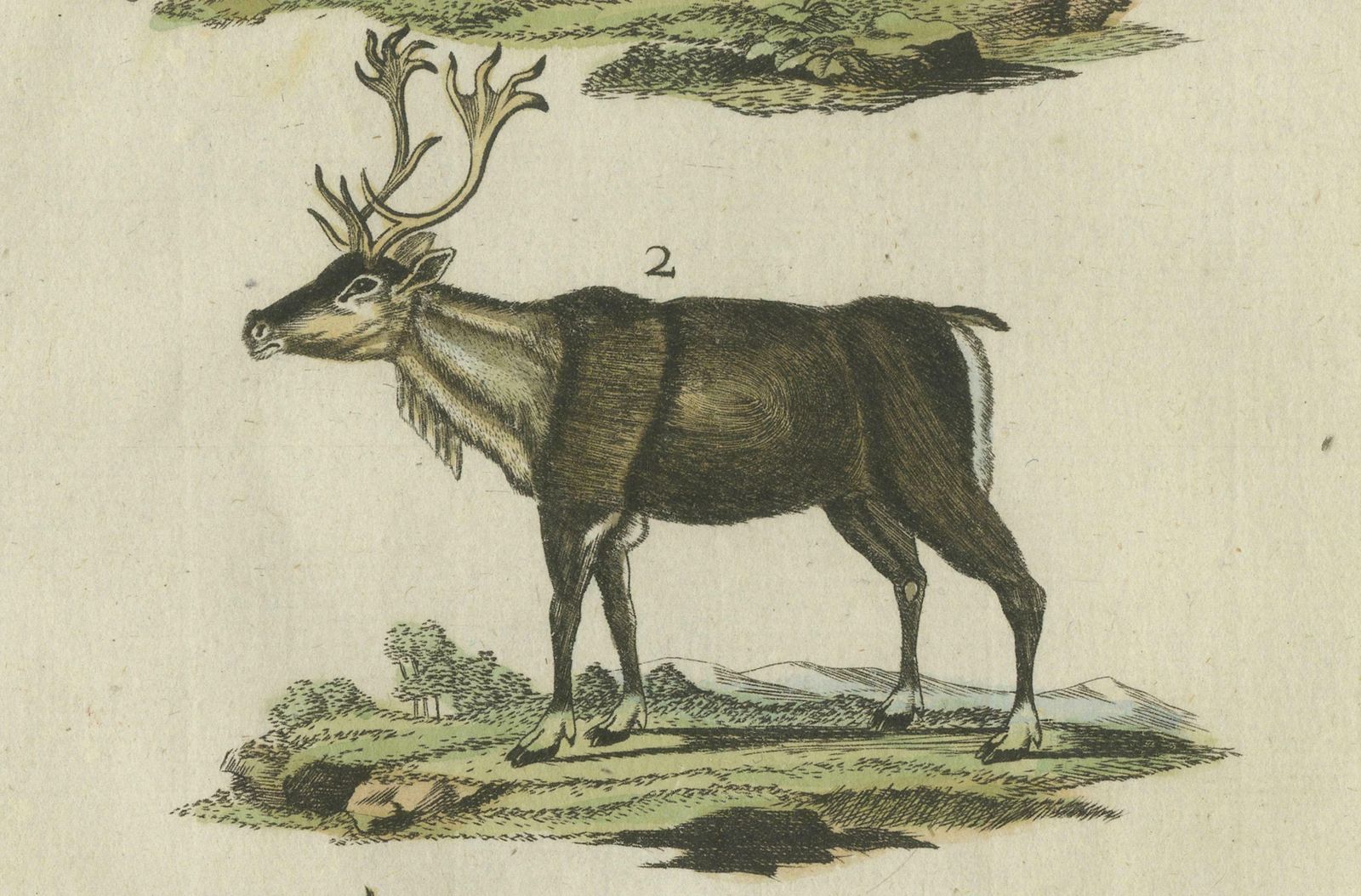 Original Hand Colored Antique Engraving Of Reindeer, Published Circa 1820 photo 174.0
