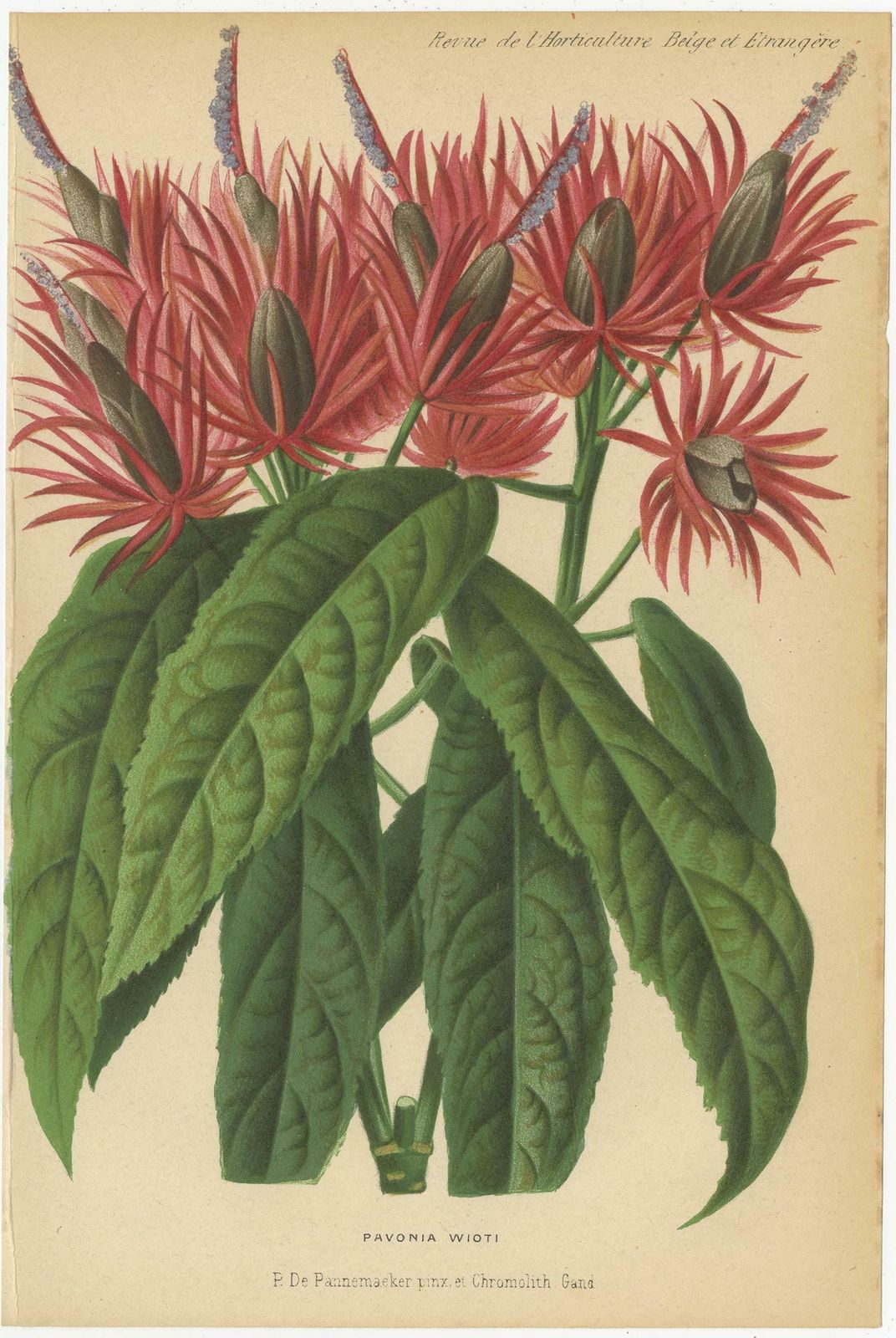 Set Of 2 Antique Botany Prints, Hibiscus Rosa Sinensis, Pavonia 'Circa 1890' photo for sale
