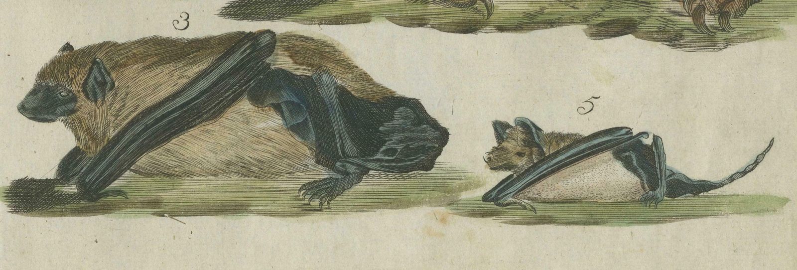 Hand Colored Antique Print Of Flying Foxes And Bats, Circa 1820 photo 175.0