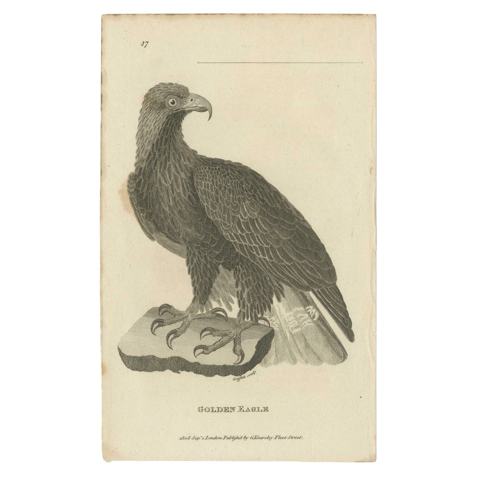 Antique Bird Print Of The Golden Eagle By Kearsley '1808'