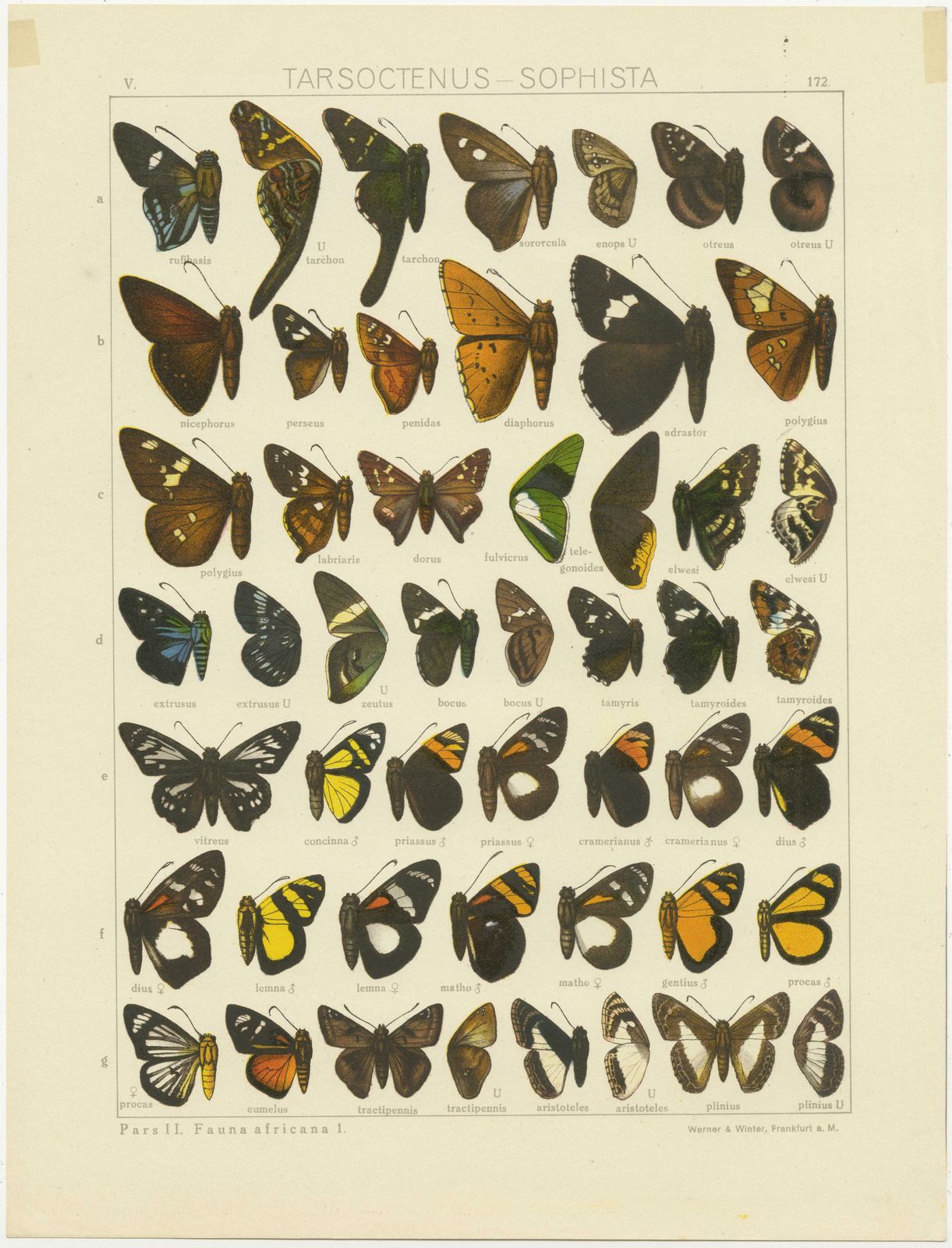 Set Of 2 Antique Prints Of Butterflies Of Africa And America, Published In 1910 photo furniture