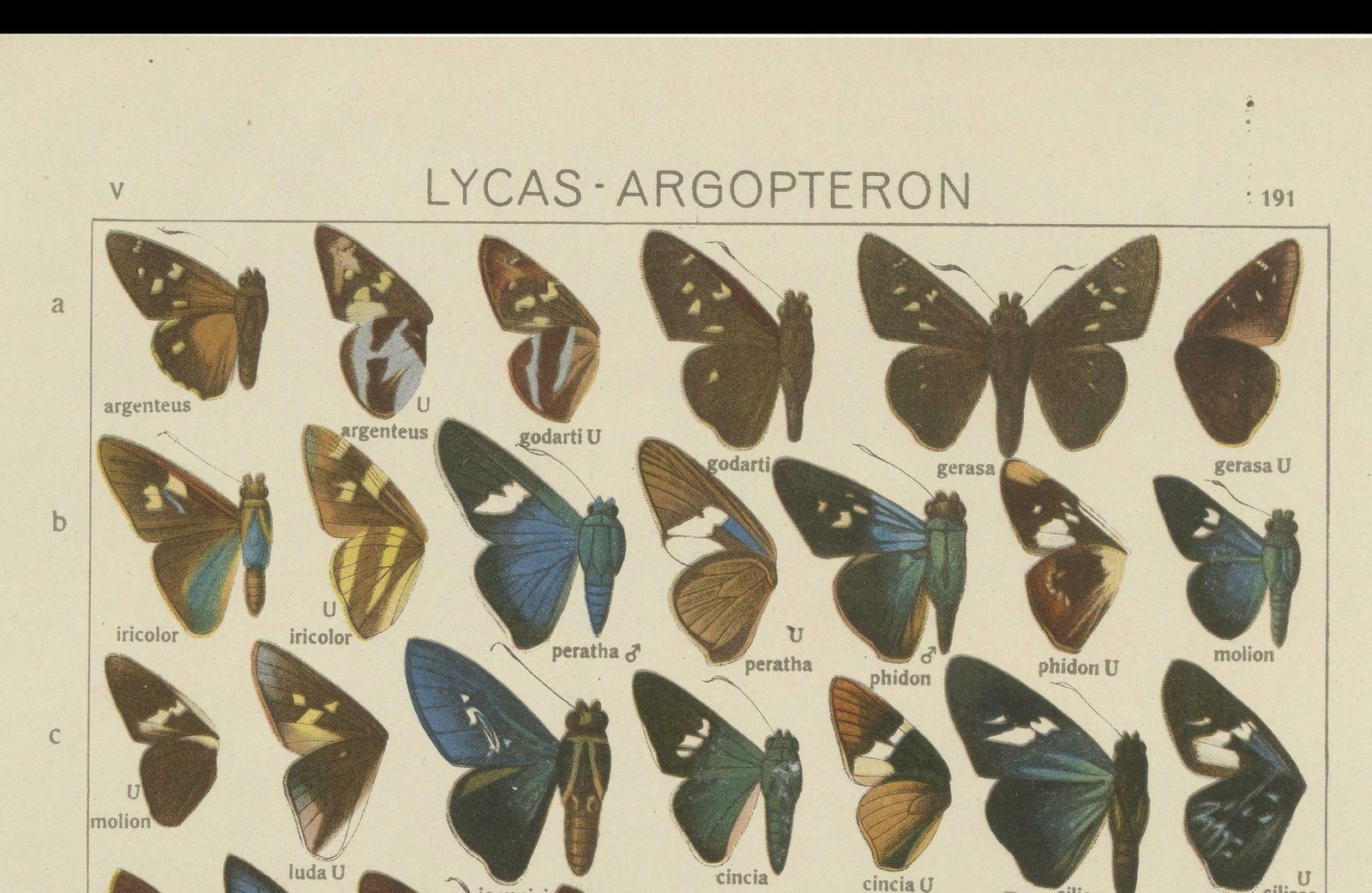 Set Of 2 Antique Prints Of Butterflies Of Africa And America, Published In 1910 photo vinterior