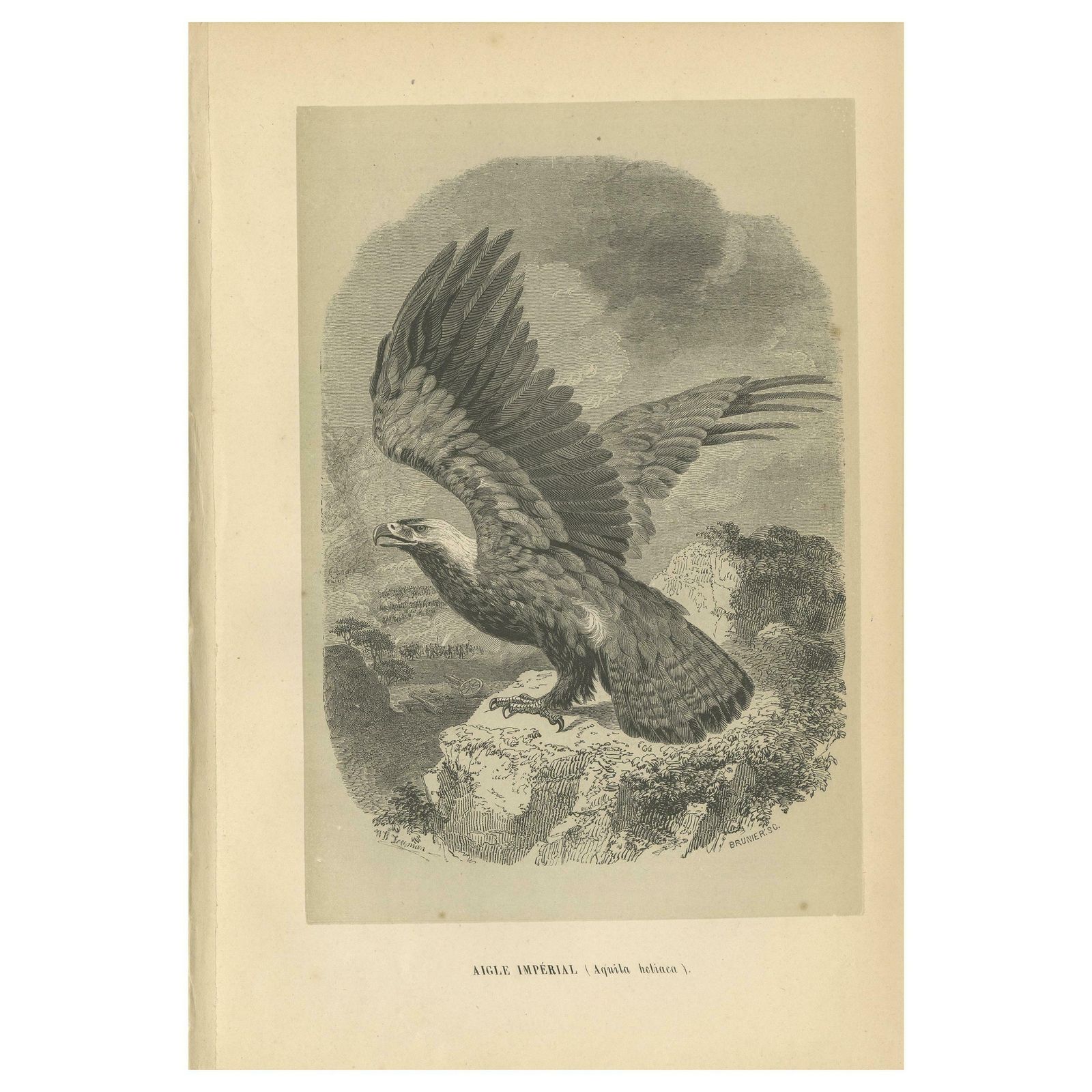 Antique Bird Print Of The Eastern Imperial Eagle '1853'
