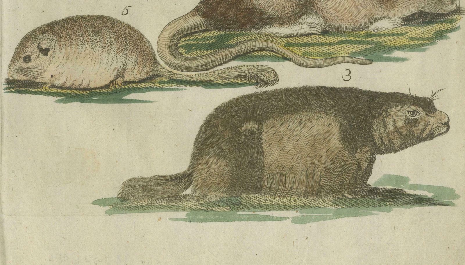 Hand Colored Antique Illustrations Of Various Rodent Like Animals, Circa 1820 photo Art