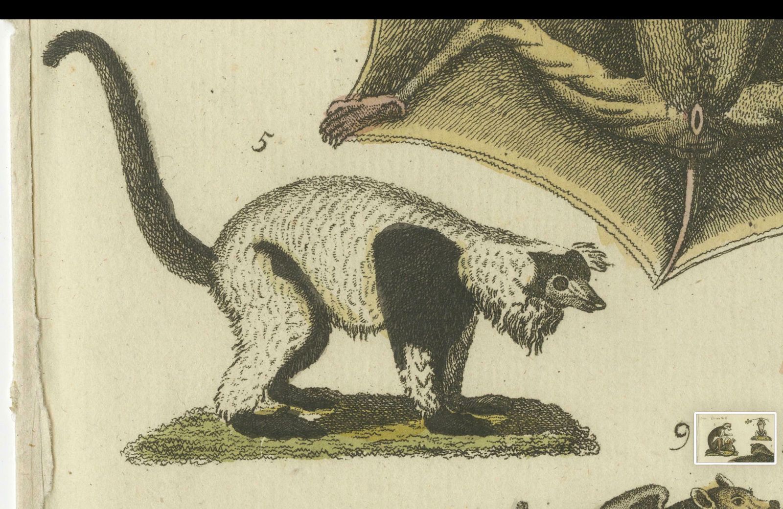 Hand Colored Antique Print Of Lemurs And The Extinct Mauritian Flying Fox, 1820 photo vinterior