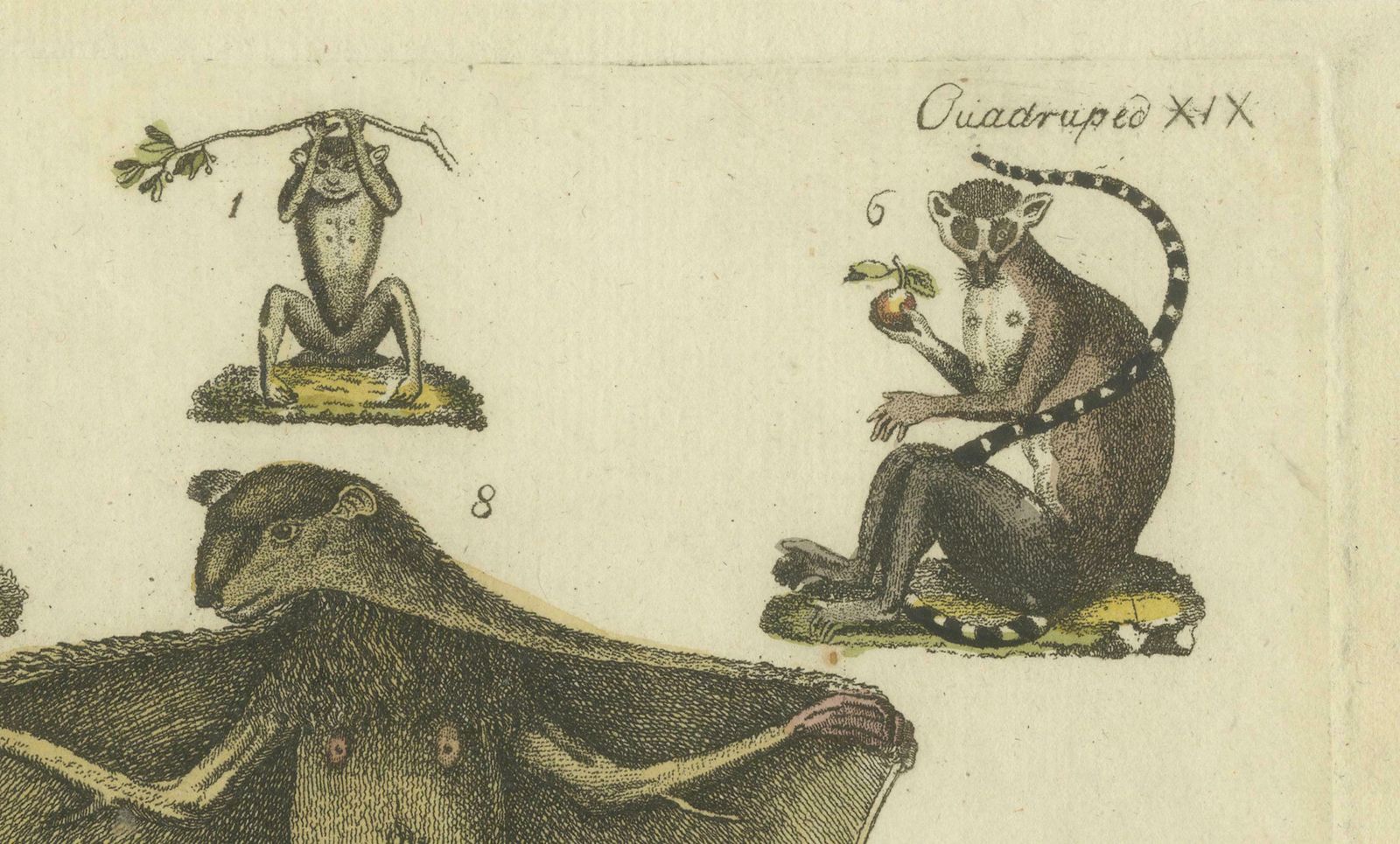 Hand Colored Antique Print Of Lemurs And The Extinct Mauritian Flying Fox, 1820 photo vintage