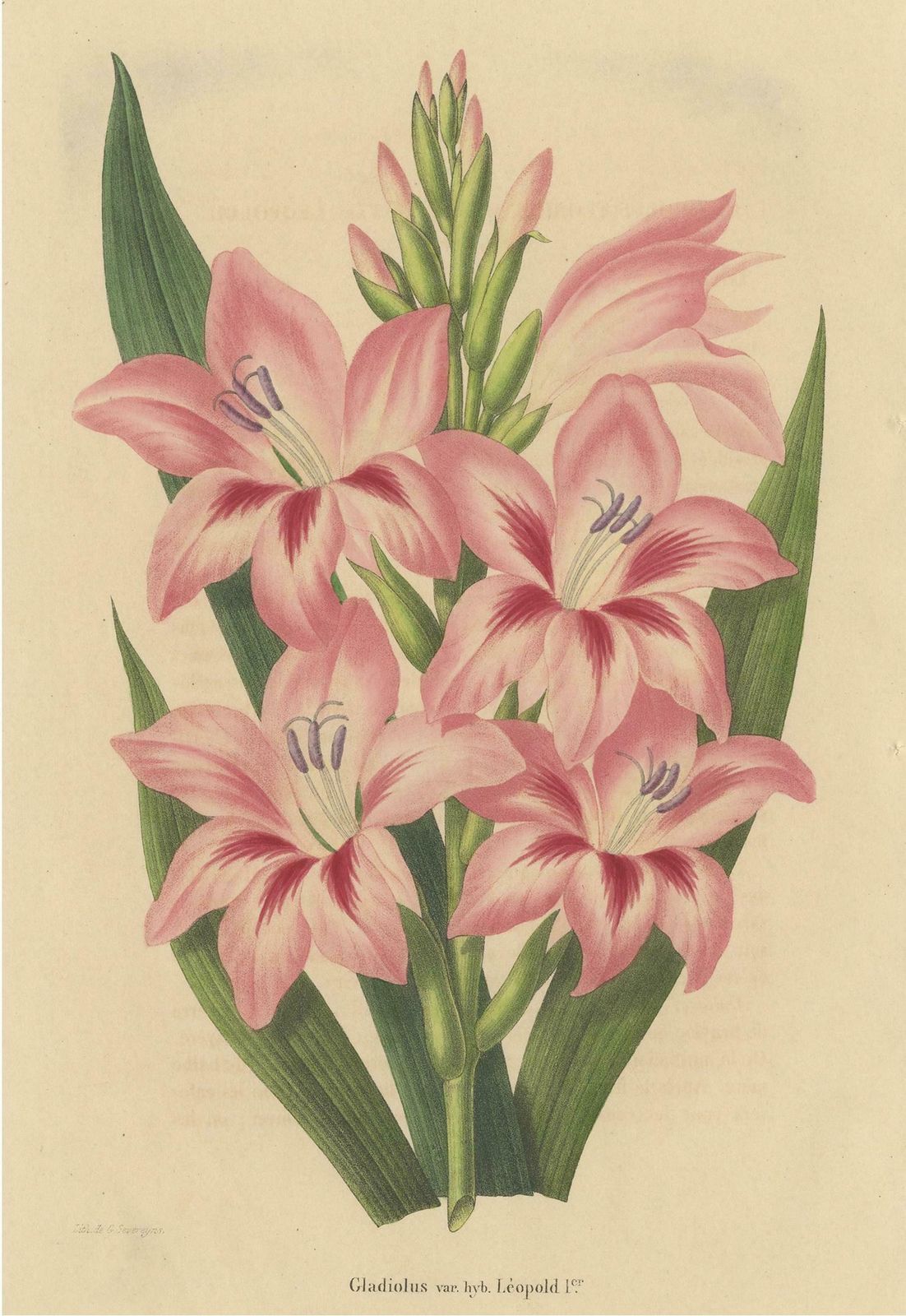 Antique Botany Print Of A Pink Gladiolus Species '1848' photo furniture