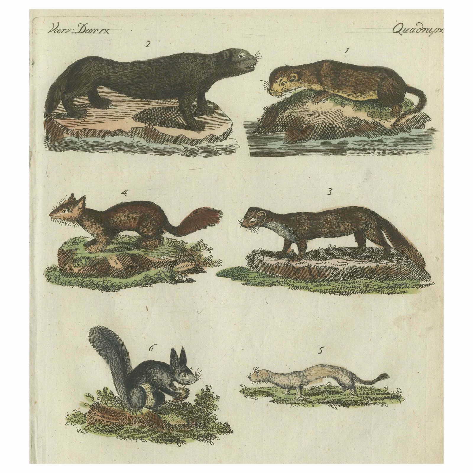 Antique Print Of Otters, Martens, Ermine, A Squirrel And A Beaver, Circa 1820