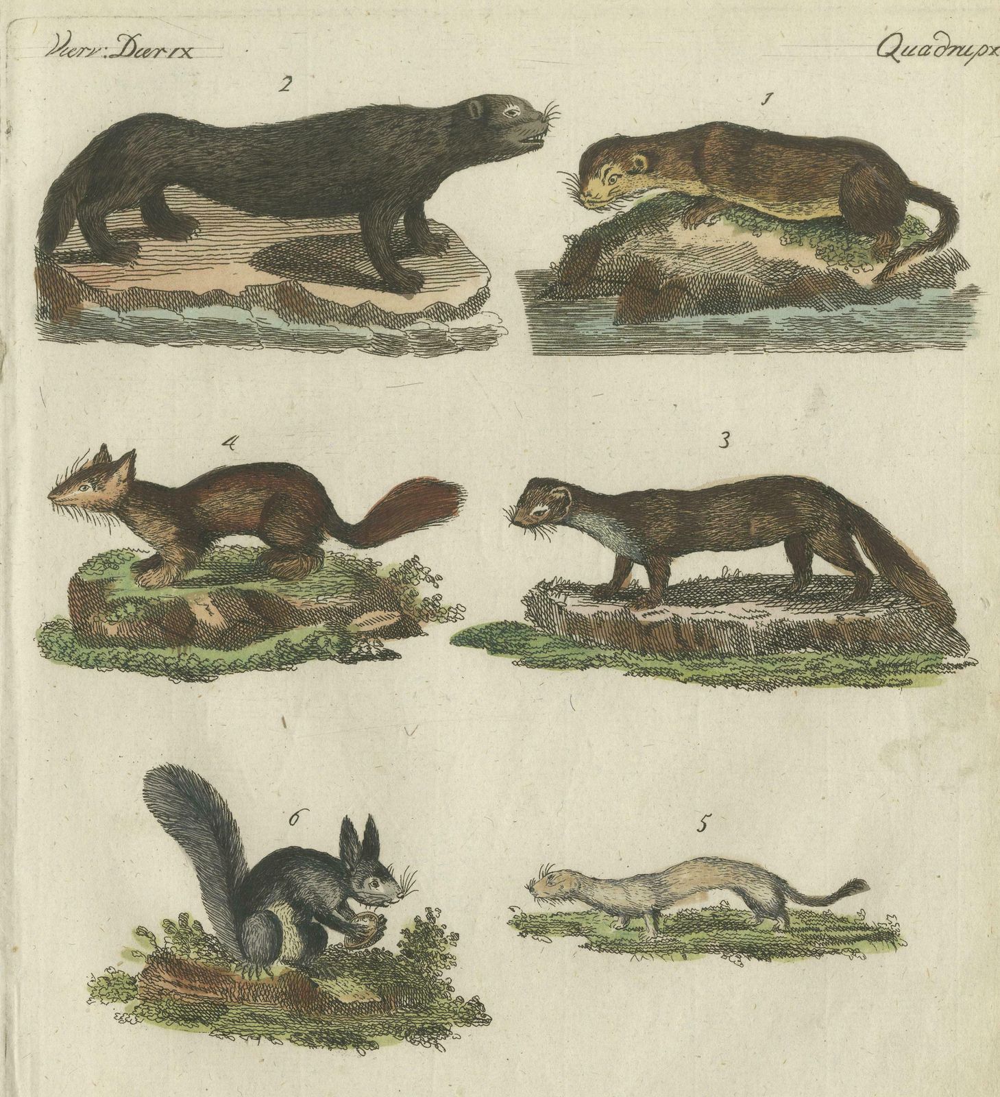 Antique Print Of Otters, Martens, Ermine, A Squirrel And A Beaver, Circa 1820 photo for sale