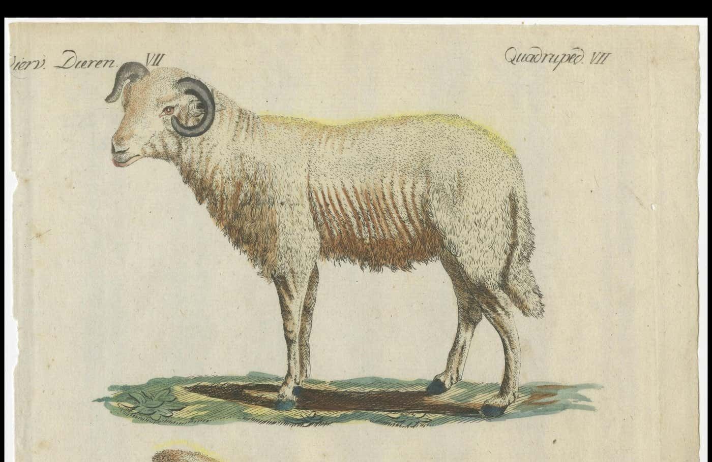 Patina Rich Hand Colored Antique Print Of A Sheep And Ram, Circa 1820 photo Art