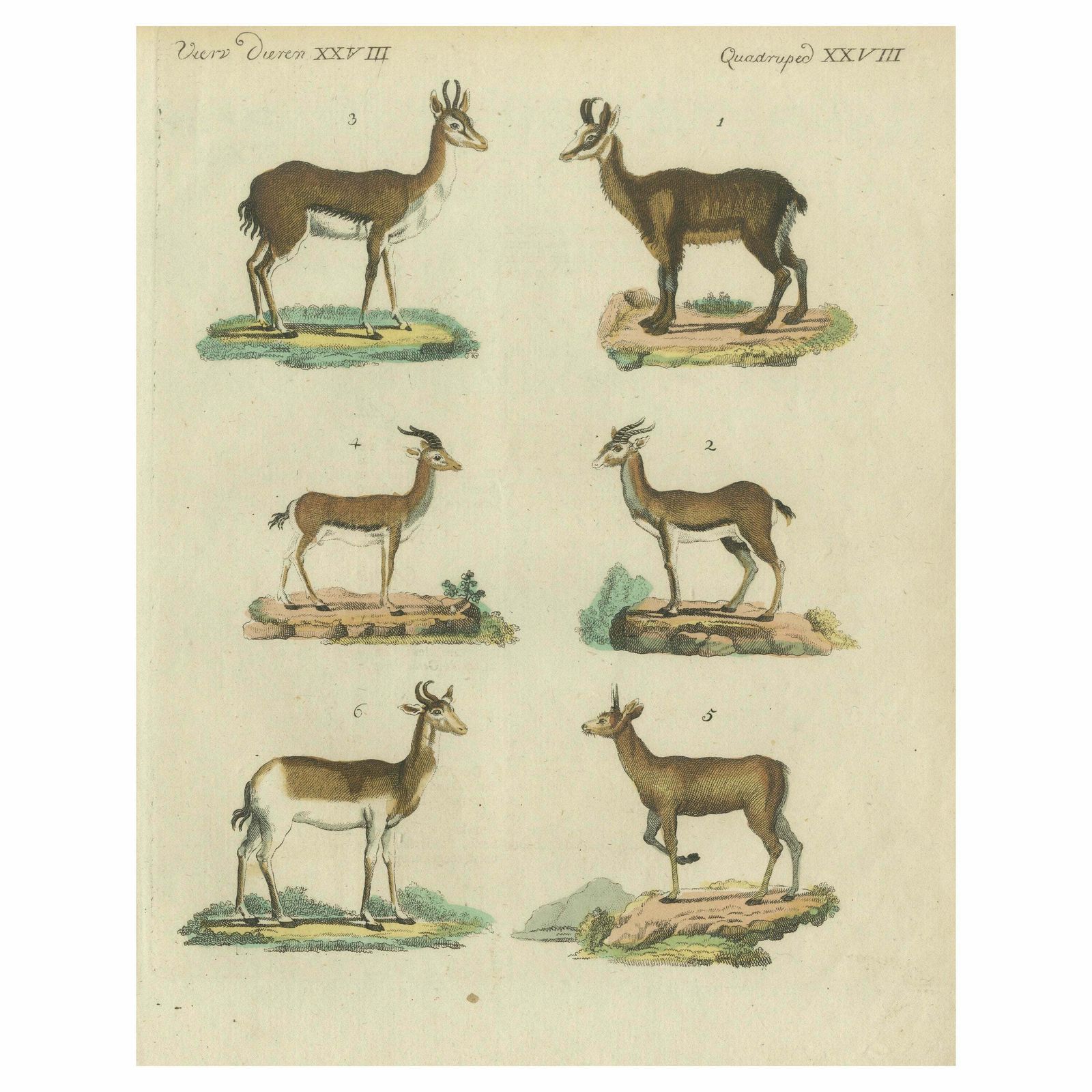 Original Hand Colored Antique Print Of Various Antelope Species, Circa 1820