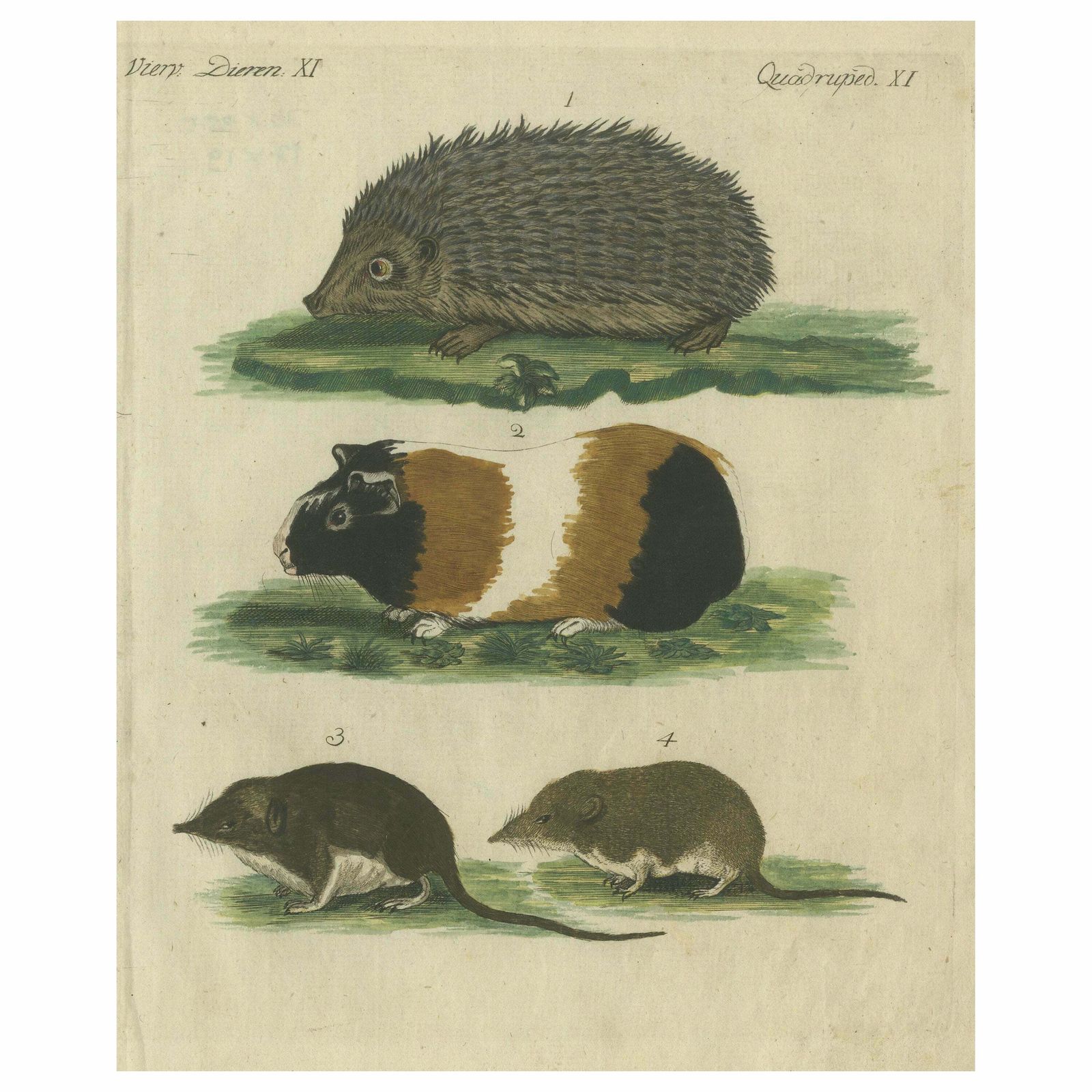 Hand Colored Antique Print Of A Hedgehog, Guinea Pig And Two Mice