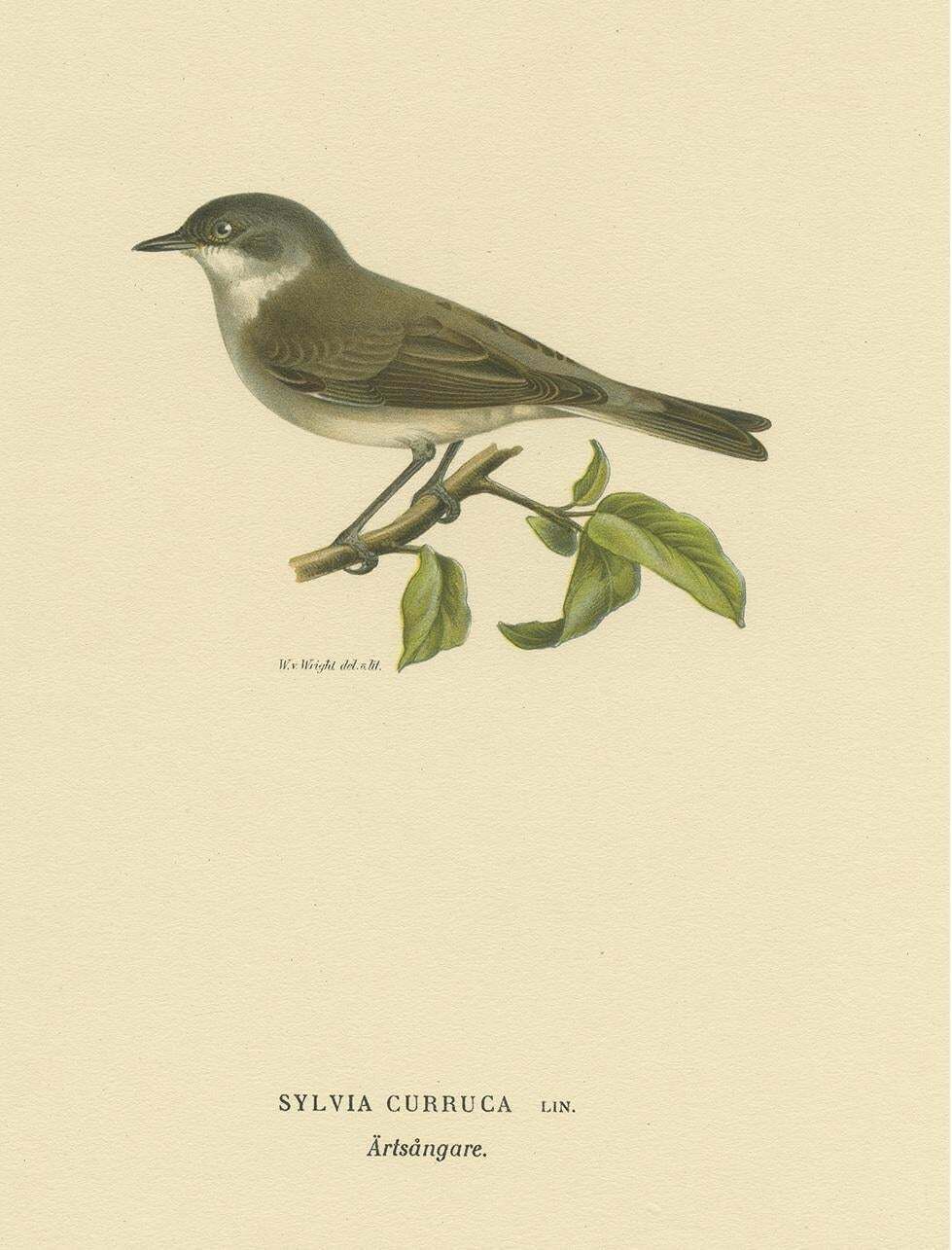 Antique Bird Print Of The Lesser Whitethroat By Von Wright '1927' £69.74 £87.1720% Off photo Art