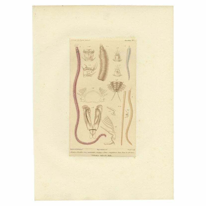 Antique Print Of Various Bristle Worms By Guérin, C.1829