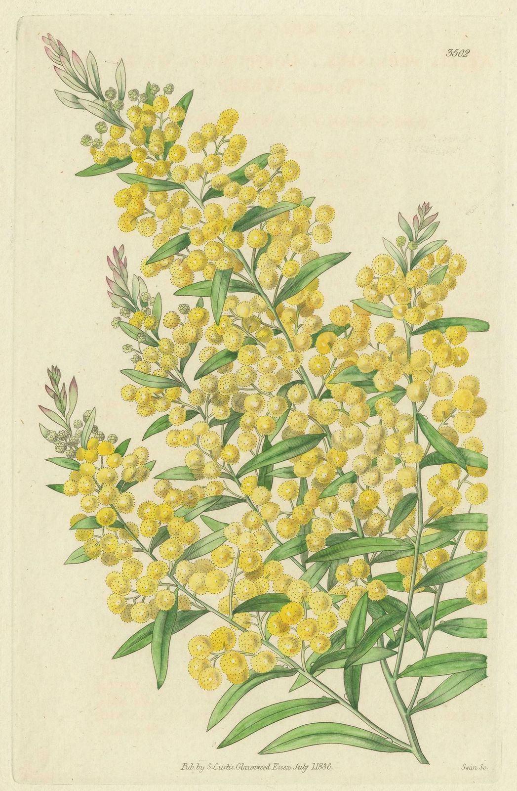 Antique Botany Print Of Acacia Prominens By Curtis '1836' photo for sale