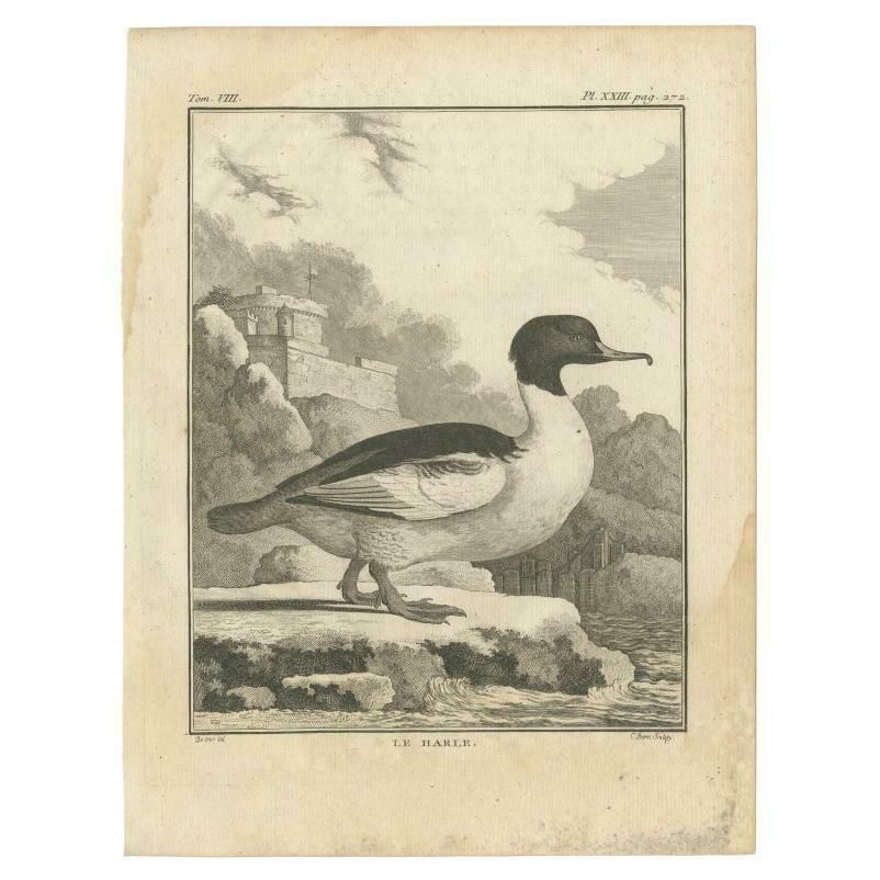 Antique Bird Print Of A Common Merganser By Buffon, 1766
