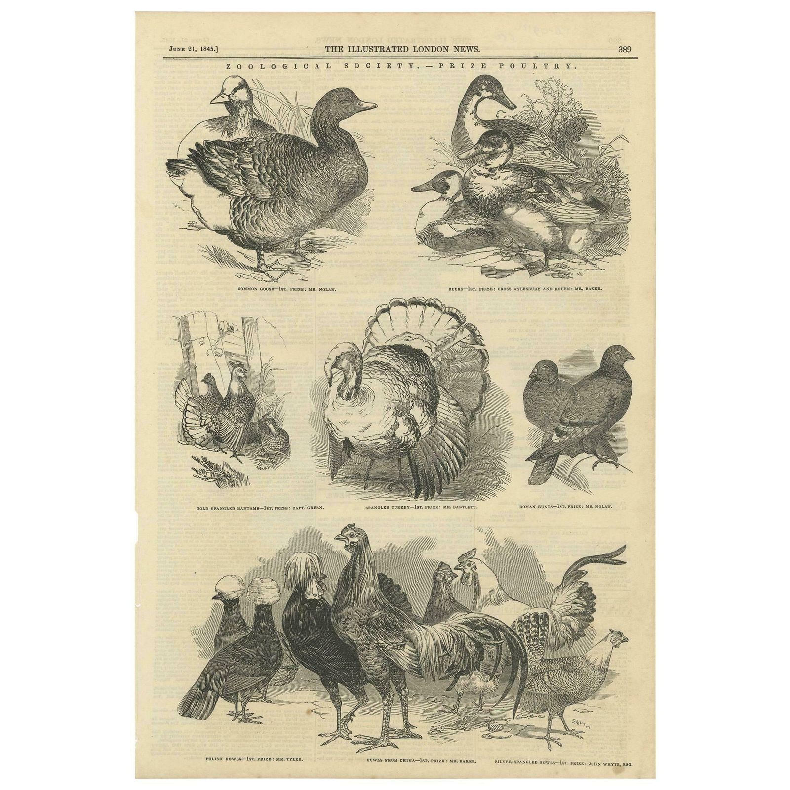 Antique Print Of Prize Poultry At The Zoological Society, 1845