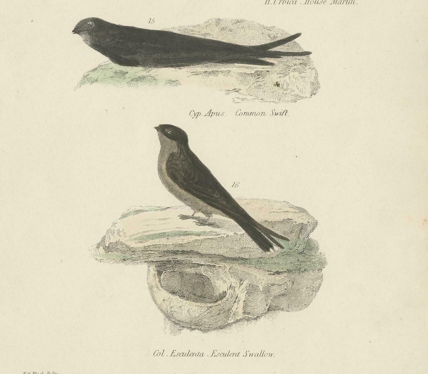 Antique Bird Print Of The House Martin And Other Birds By Richardson, Circa 1860 photo Art