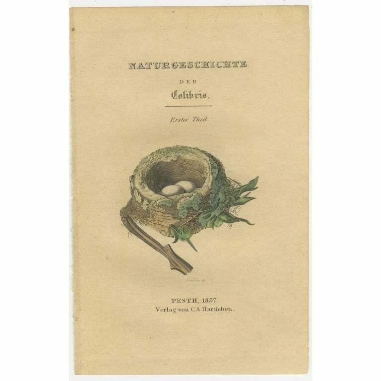 Antique Frontispiece With The Nest And Eggs Of Hummingbirds, 1837