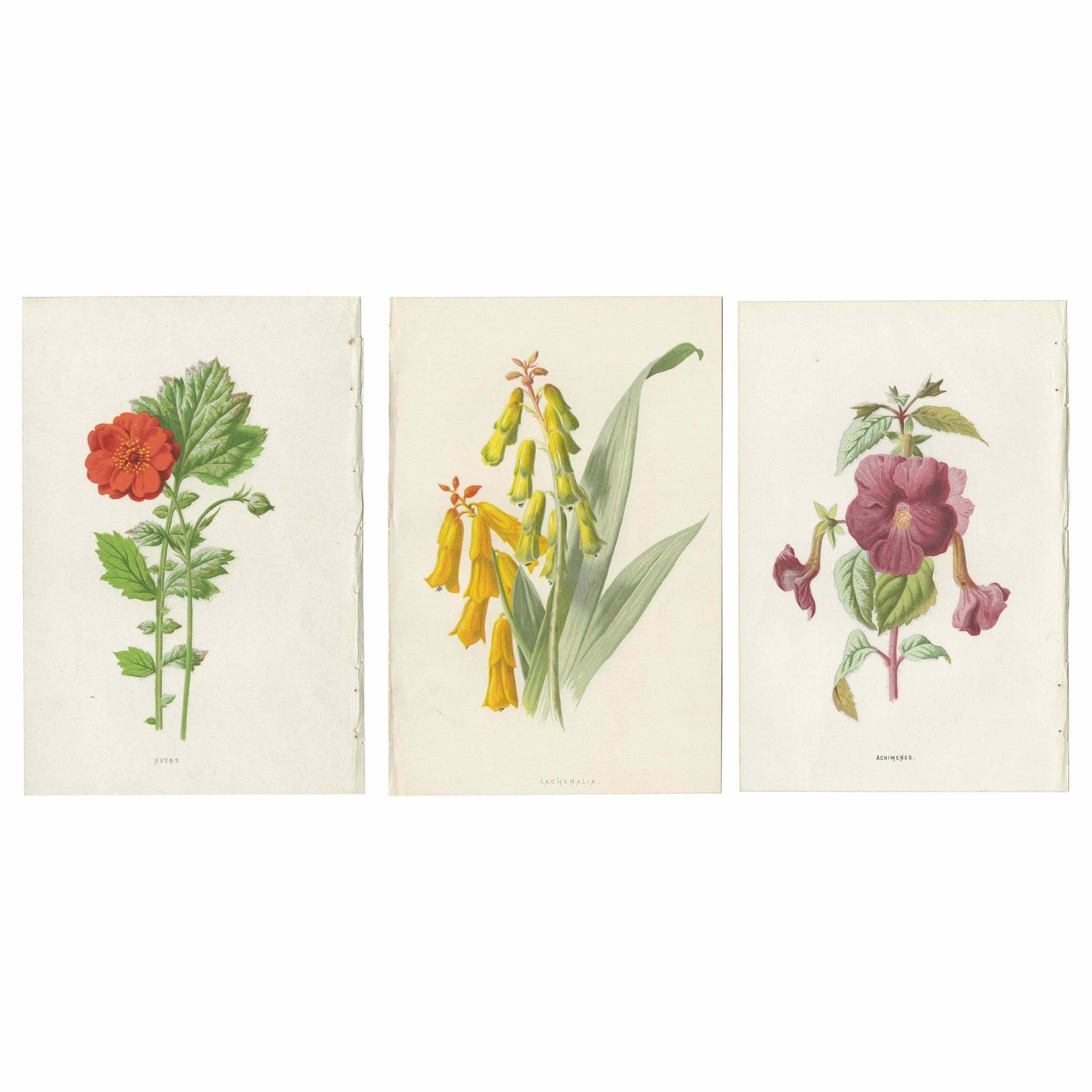 Set Of Three Botany Prints Avens, Lachenalia, Achimenes