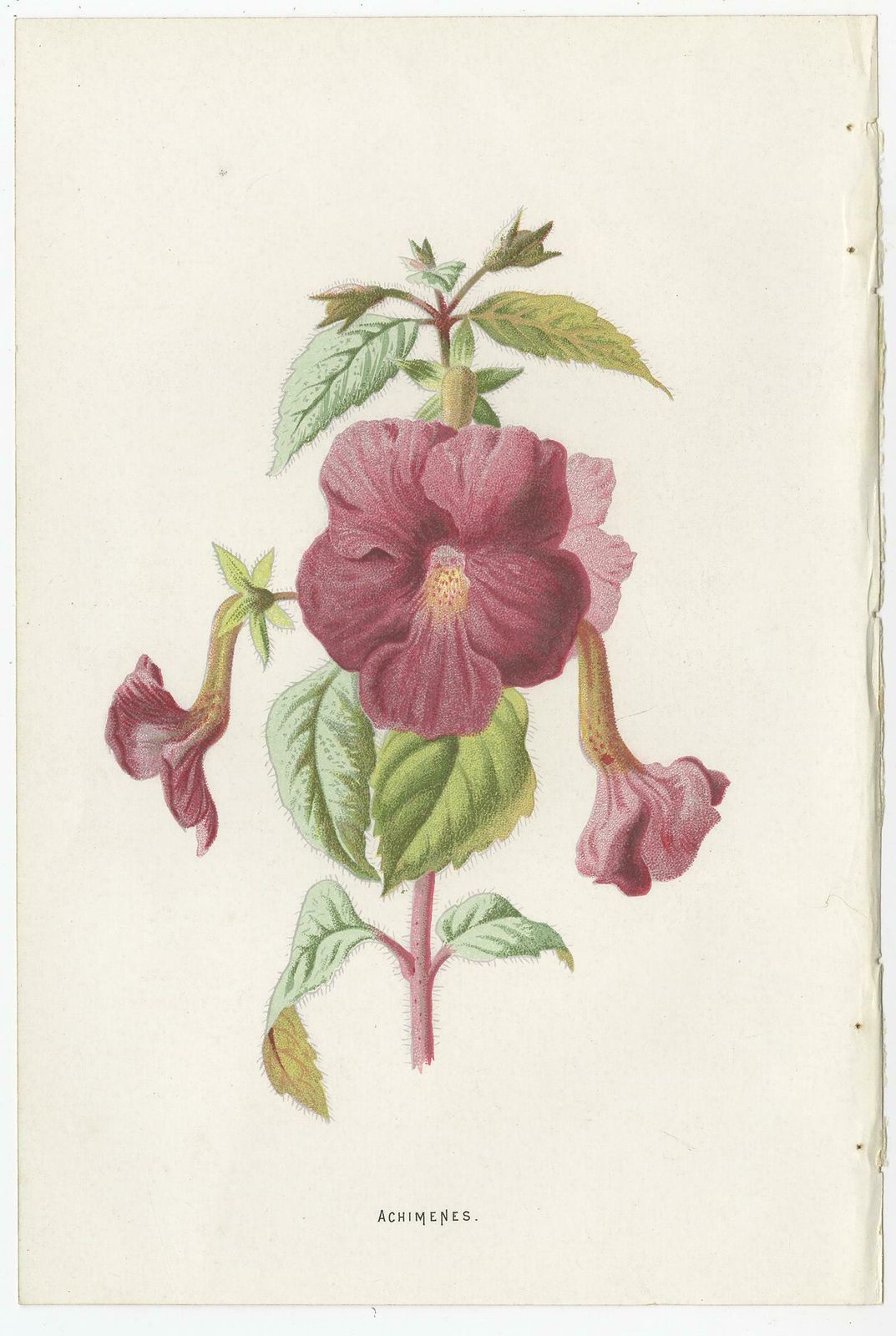 Set Of Three Botany Prints Avens, Lachenalia, Achimenes photo Art