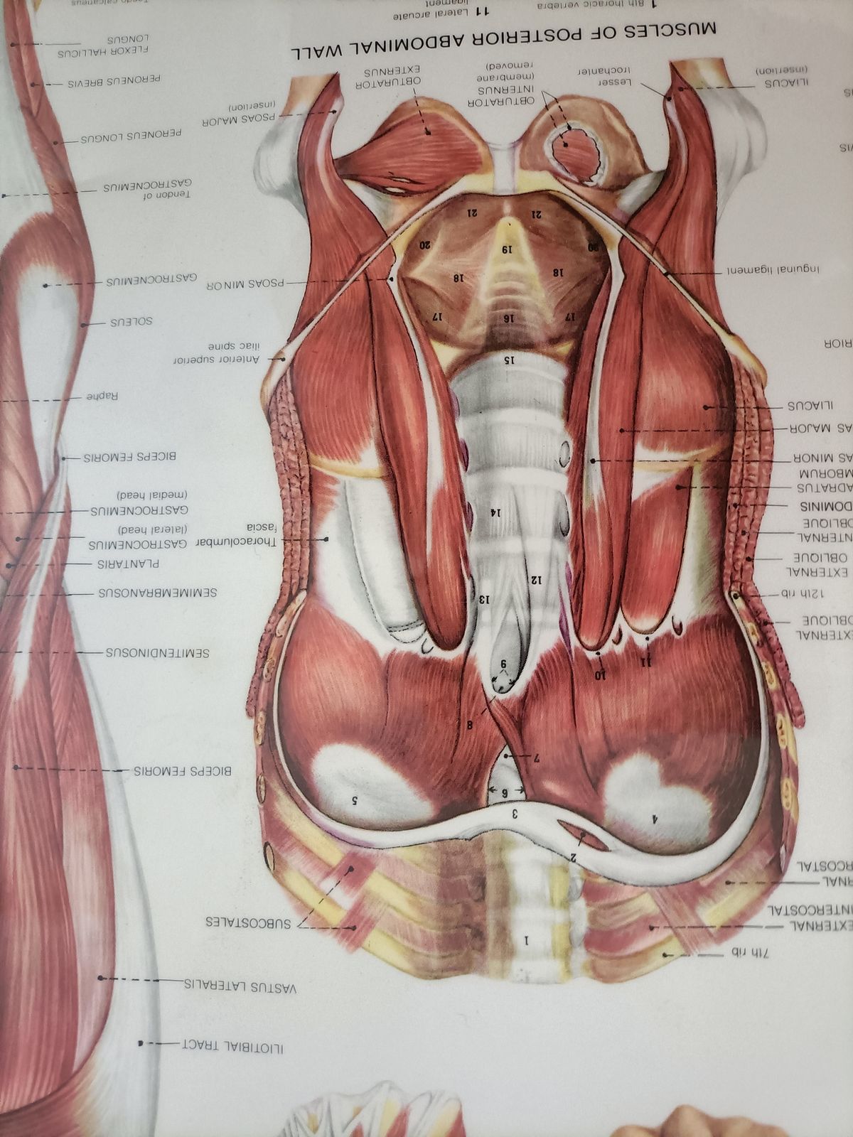 The  Muscular System  Wall Chart . By  The Anatomical Chart Company photo furniture