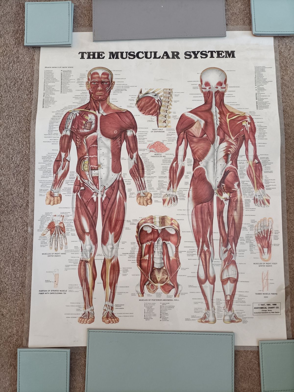 The  Muscular System  Wall Chart . By  The Anatomical Chart Company photo buy