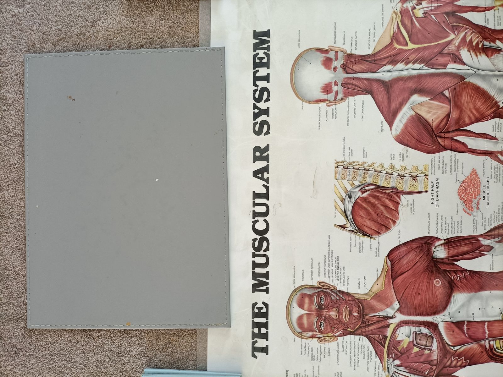 photo vinterior The  Muscular System  Wall Chart . By  The Anatomical Chart Company