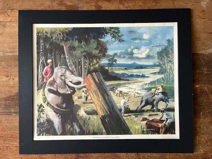 Vintage 1950s School Poster   'Elephants In A Burmese Teak Forest'
