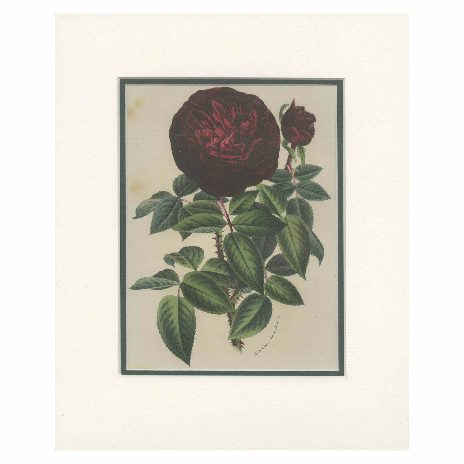 Antique Botany Print Of A Rose By Van Houtte 'C.1880'