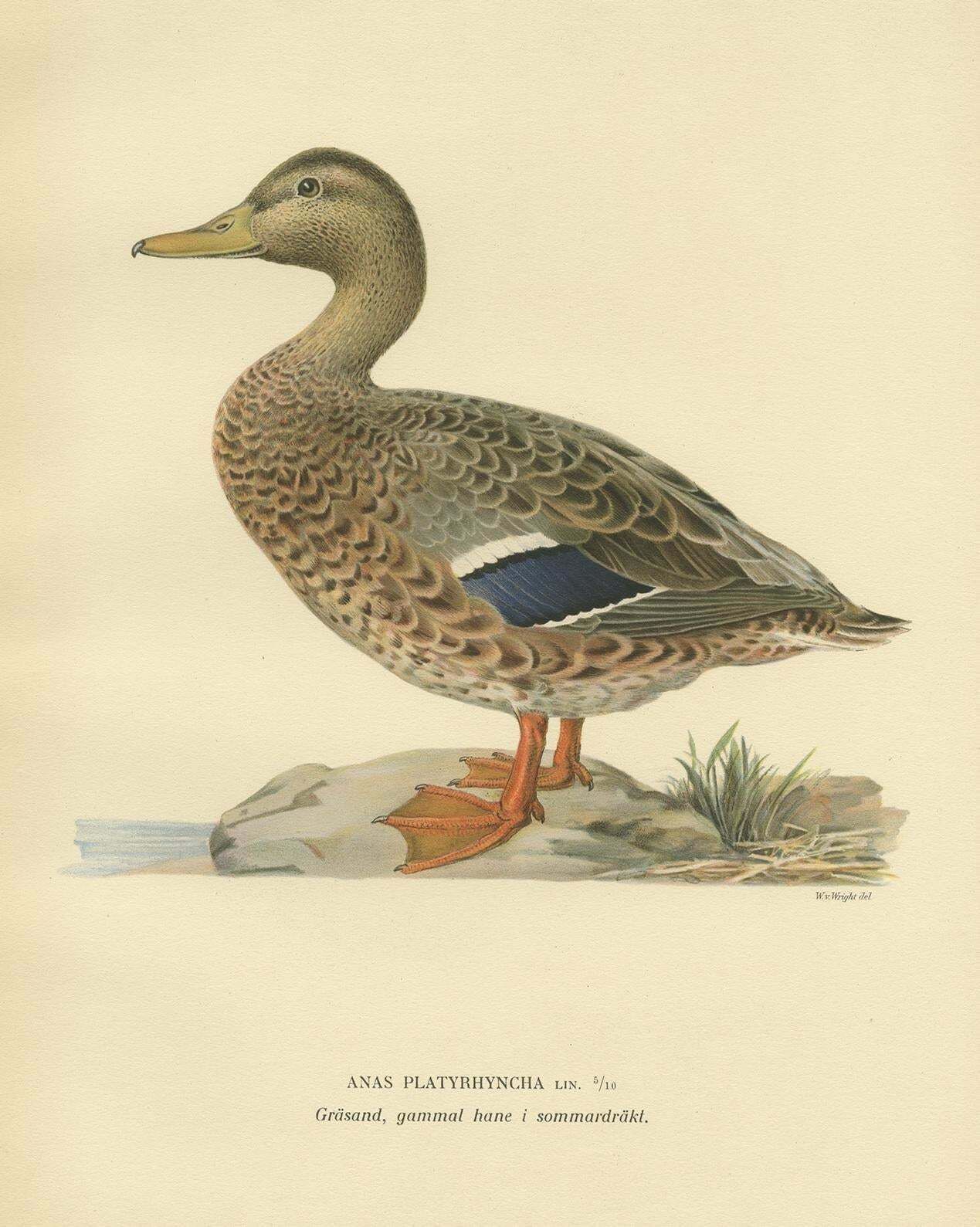 Antique Bird Print Of A Female Domestic Duck By Von Wright, '1929' photo for sale