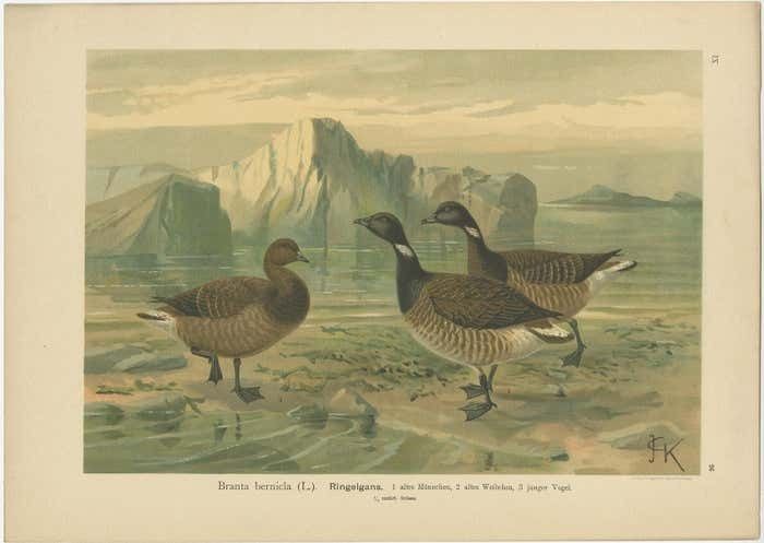 Antique Bird Print Of The Brant By Naumann  Circa 1895 photo Art