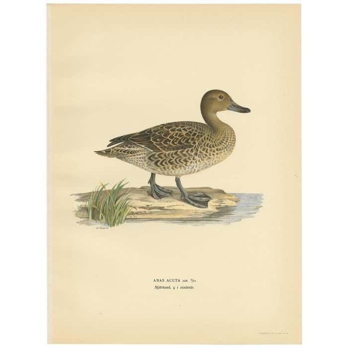 Antique Bird Print Of A Female Northern Pintail By Von Wright '1929'