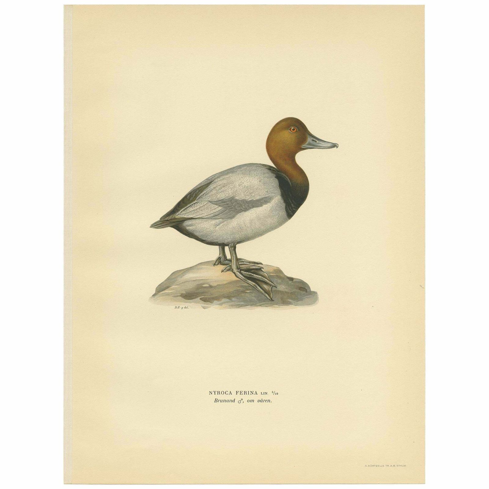 Antique Bird Print Of The Common Pochard By Von Wright, 1929