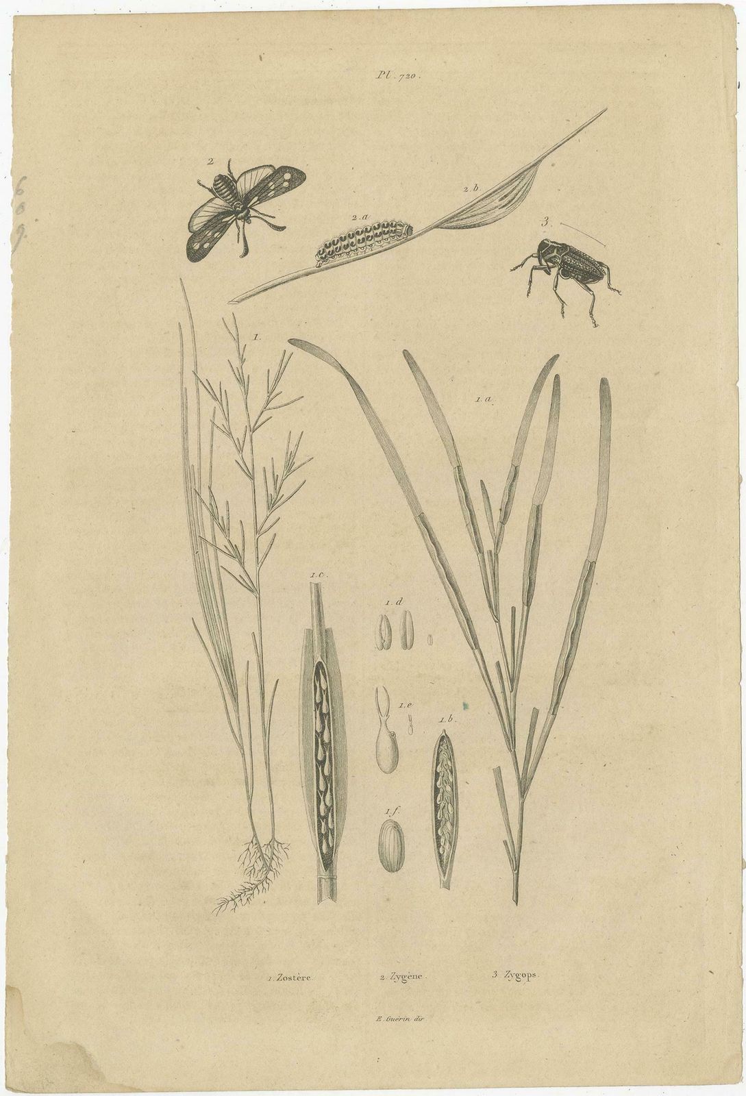 Set Of 3 Antique Prints Of Various Insects And Butterflies By Guerin, 'C.1835' photo Art