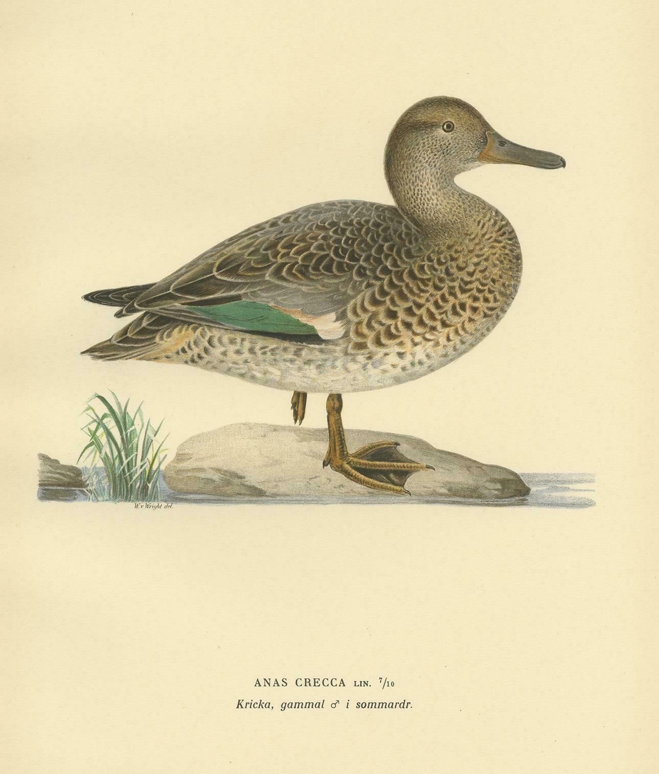 Antique Bird Print Of The European Teal By Von Wright '1929' photo for sale